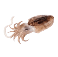 Cuttlefish