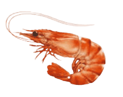 Premium Shrimp